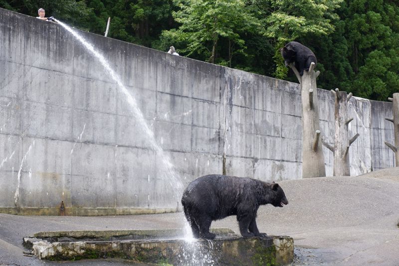 công viên gấu Kumakuma-en